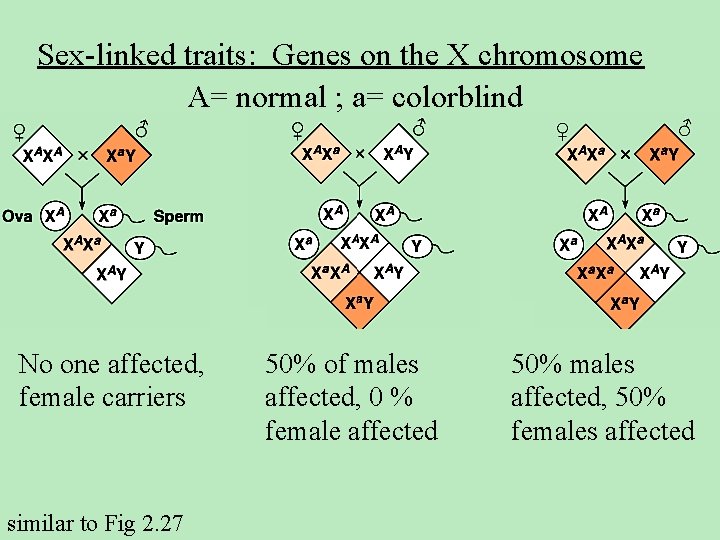 Sex-linked traits: Genes on the X chromosome A= normal ; a= colorblind No one
