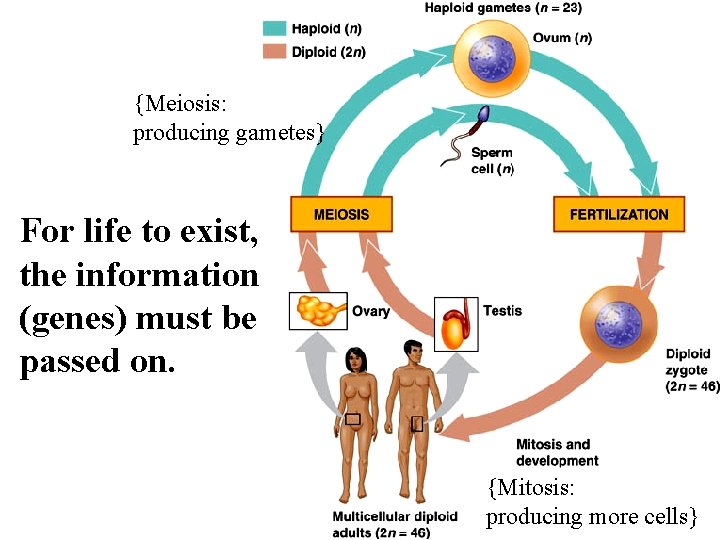 {Meiosis: producing gametes} For life to exist, the information (genes) must be passed on.