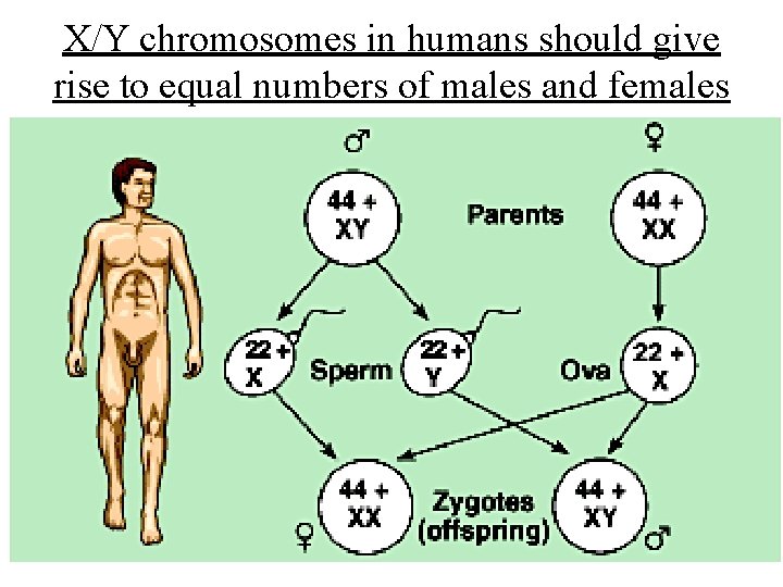 X/Y chromosomes in humans should give rise to equal numbers of males and females