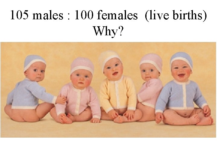 105 males : 100 females (live births) Why? 