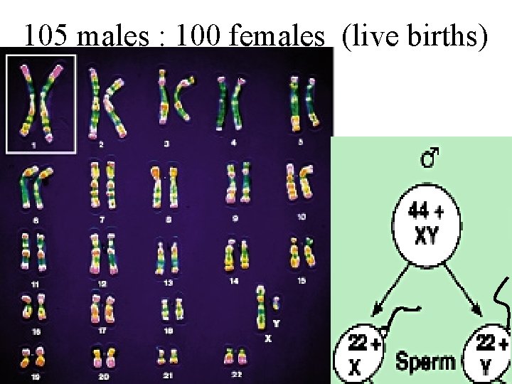 105 males : 100 females (live births) Why? 