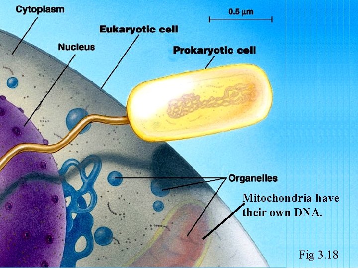 Mitochondria have their own DNA. Fig 3. 18 