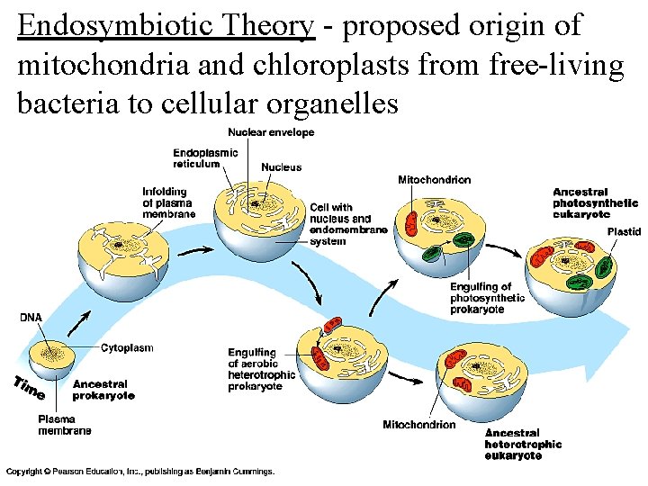 Endosymbiotic Theory - proposed origin of mitochondria and chloroplasts from free-living bacteria to cellular