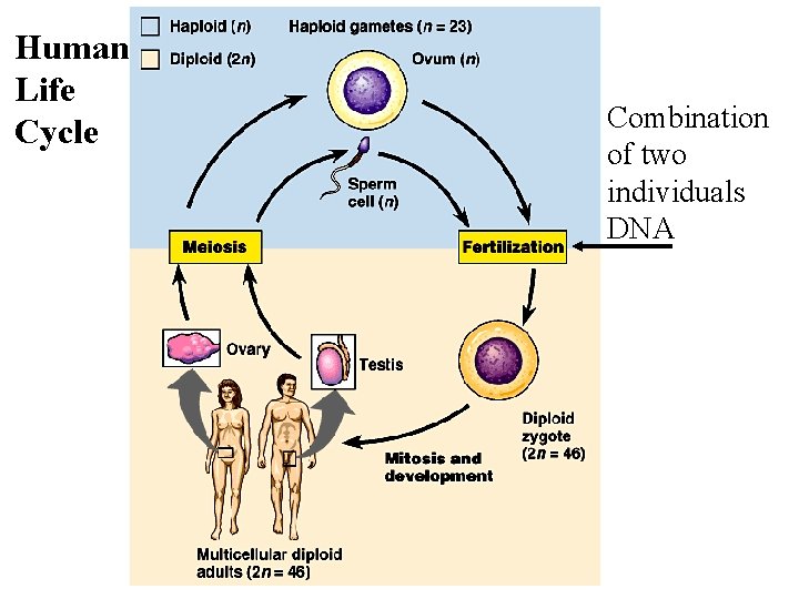 Human Life Cycle Combination of two individuals DNA 