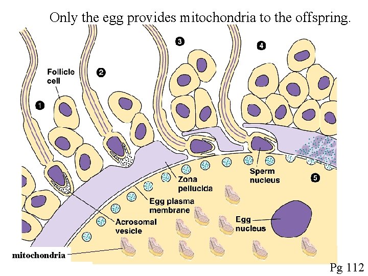 Only the egg provides mitochondria to the offspring. mitochondria Pg 112 