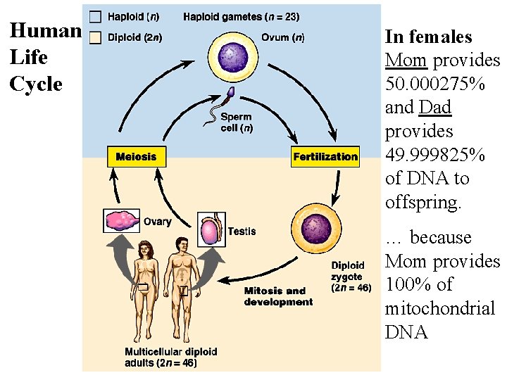 Human Life Cycle In females Mom provides 50. 000275% and Dad provides 49. 999825%