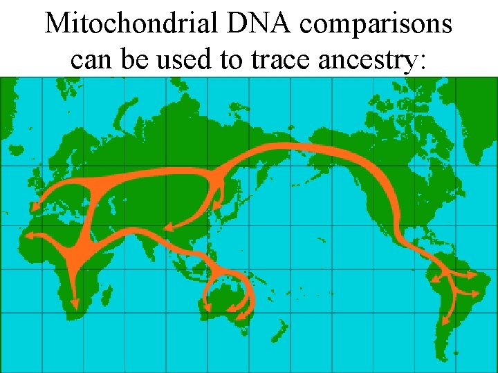 Mitochondrial DNA comparisons can be used to trace ancestry: 