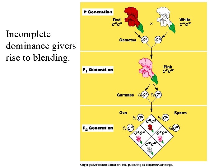 Incomplete dominance givers rise to blending. 