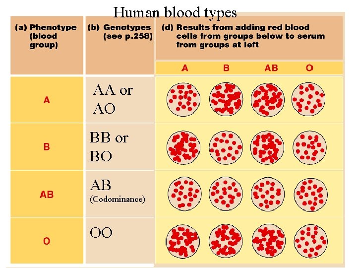 Human blood types AA or AO BB or BO AB (Codominance) OO 