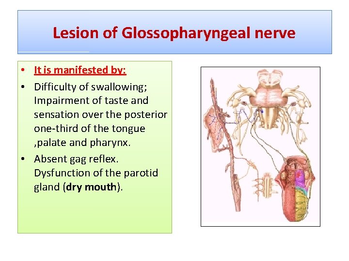Lesion of Glossopharyngeal nerve • It is manifested by: • Difficulty of swallowing; Impairment