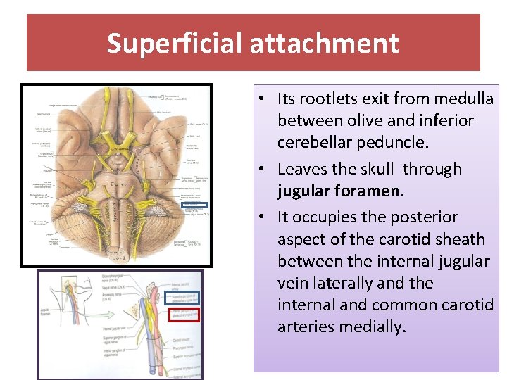 Superficial attachment • Its rootlets exit from medulla between olive and inferior cerebellar peduncle.