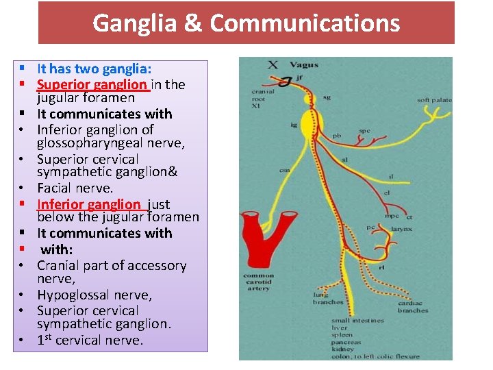Ganglia & Communications § It has two ganglia: § Superior ganglion in the jugular