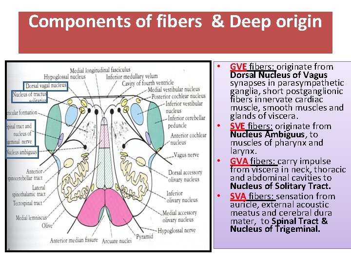 Components of fibers & Deep origin • GVE fibers: originate from Dorsal Nucleus of