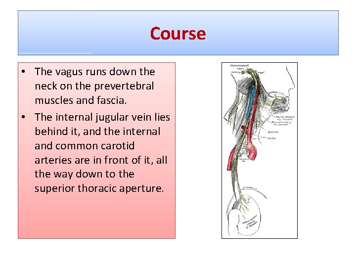 Course • The vagus runs down the neck on the prevertebral muscles and fascia.