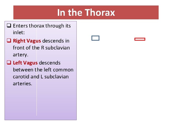 In the Thorax q Enters thorax through its inlet: q Right Vagus descends in