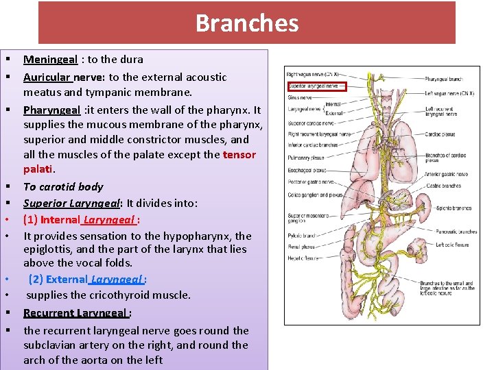 Branches § § § • • § § Meningeal : to the dura Auricular