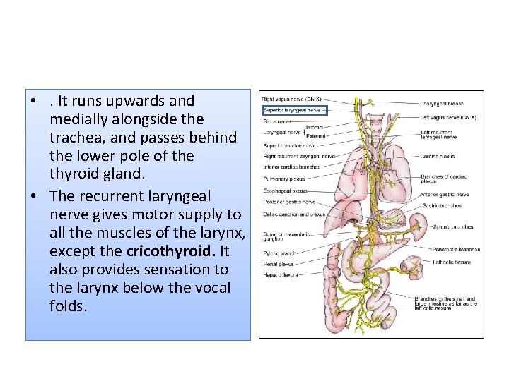  • . It runs upwards and medially alongside the trachea, and passes behind