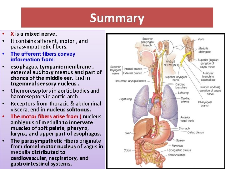Summary • • X is a mixed nerve. It contains afferent, motor , and