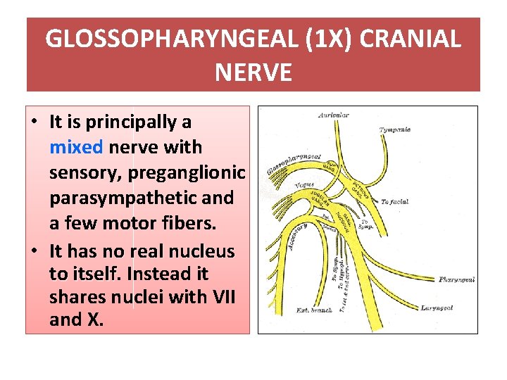 GLOSSOPHARYNGEAL (1 X) CRANIAL NERVE • It is principally a mixed nerve with sensory,