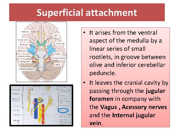 Superficial attachment • It arises from the ventral aspect of the medulla by a