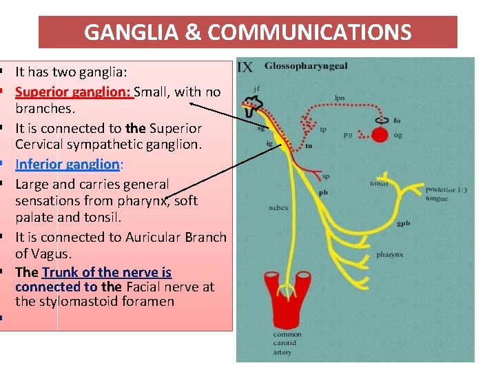 GANGLIA & COMMUNICATIONS § It has two ganglia: § Superior ganglion: Small, with no