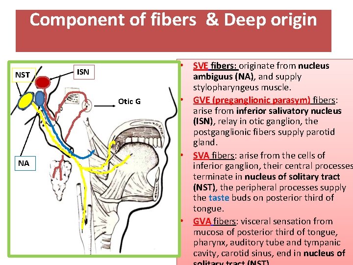 Component of fibers & Deep origin NST ISN Otic G NA • SVE fibers: