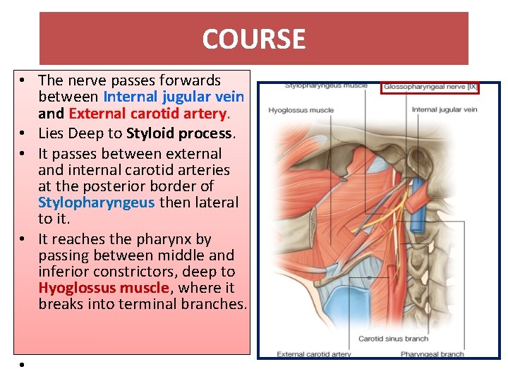 COURSE • The nerve passes forwards between Internal jugular vein and External carotid artery.