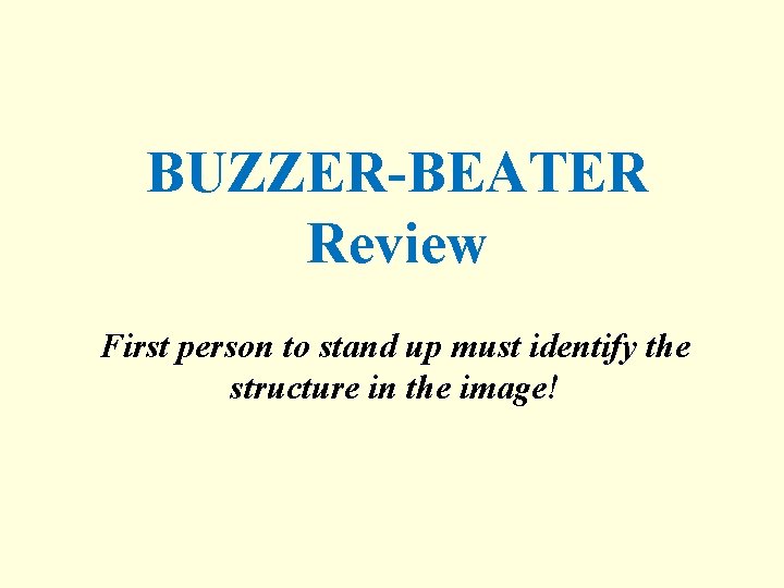 BUZZER-BEATER Review First person to stand up must identify the structure in the image!