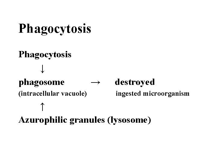 Phagocytosis ↓ phagosome (intracellular vacuole) → destroyed ingested microorganism ↑ Azurophilic granules (lysosome) 