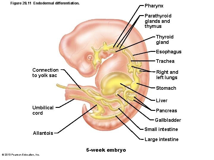 Figure 28. 11 Endodermal differentiation. Pharynx Parathyroid glands and thymus Thyroid gland Esophagus Trachea