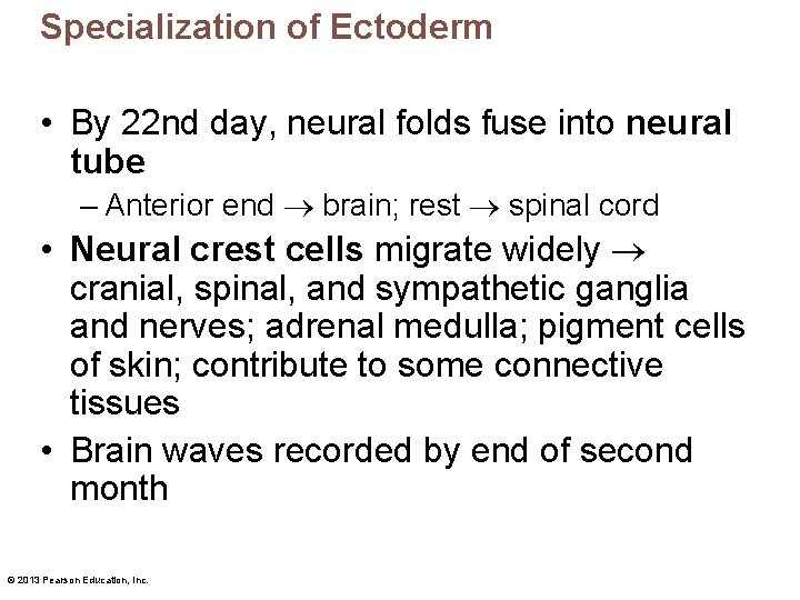 Specialization of Ectoderm • By 22 nd day, neural folds fuse into neural tube