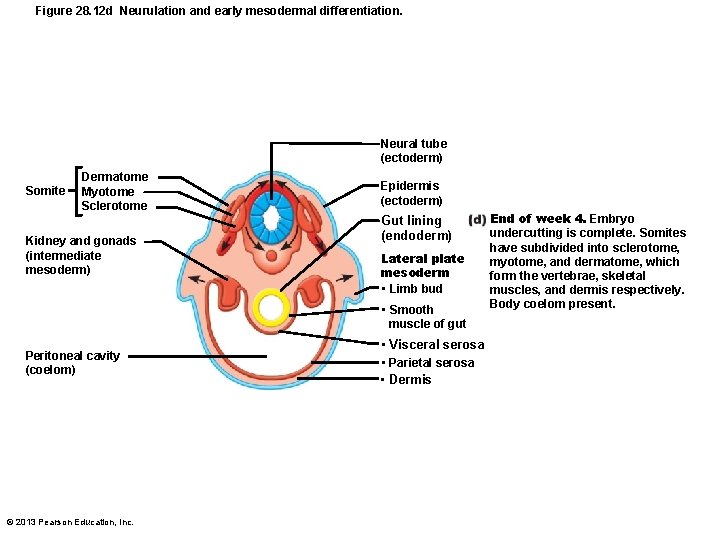 Figure 28. 12 d Neurulation and early mesodermal differentiation. Neural tube (ectoderm) Somite Dermatome