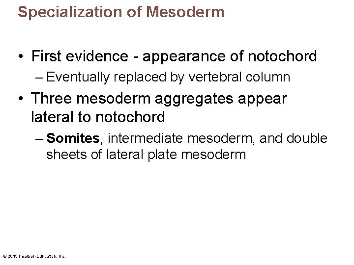 Specialization of Mesoderm • First evidence - appearance of notochord – Eventually replaced by