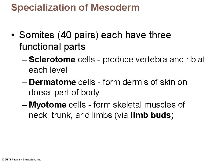 Specialization of Mesoderm • Somites (40 pairs) each have three functional parts – Sclerotome
