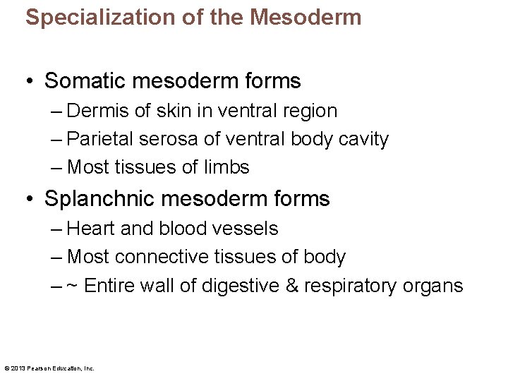 Specialization of the Mesoderm • Somatic mesoderm forms – Dermis of skin in ventral