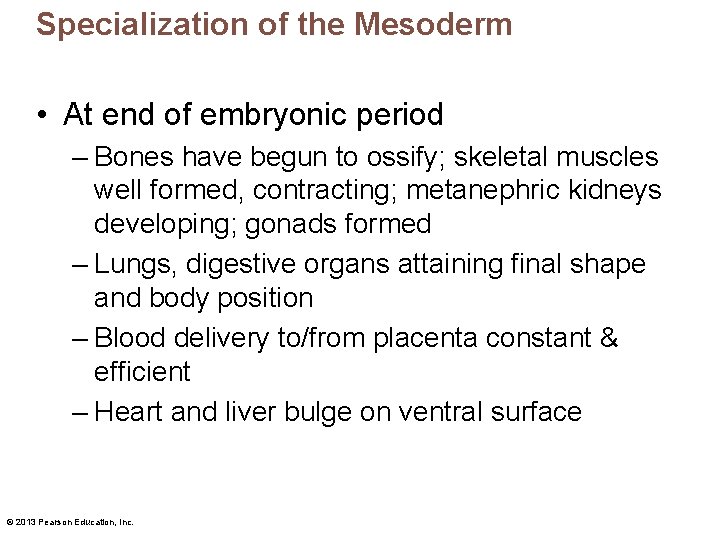 Specialization of the Mesoderm • At end of embryonic period – Bones have begun