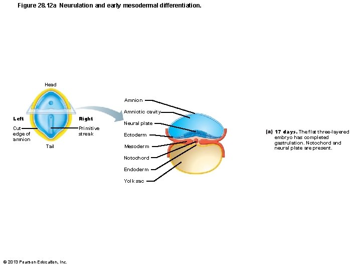 Figure 28. 12 a Neurulation and early mesodermal differentiation. Head Amnion Amniotic cavity Left