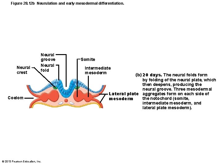 Figure 28. 12 b Neurulation and early mesodermal differentiation. Neural crest Neural groove Neural