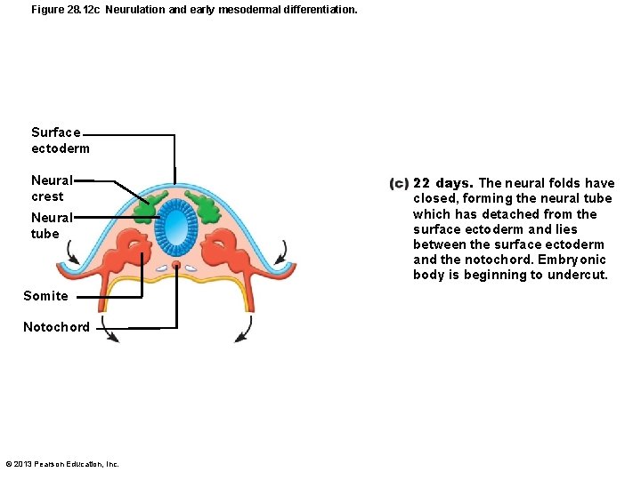 Figure 28. 12 c Neurulation and early mesodermal differentiation. Surface ectoderm Neural crest Neural