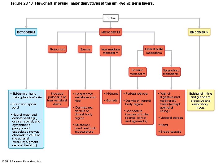 Figure 28. 13 Flowchart showing major derivatives of the embryonic germ layers. Epiblast ECTODERM