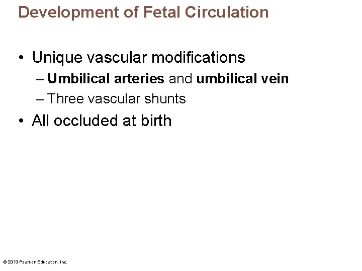 Development of Fetal Circulation • Unique vascular modifications – Umbilical arteries and umbilical vein