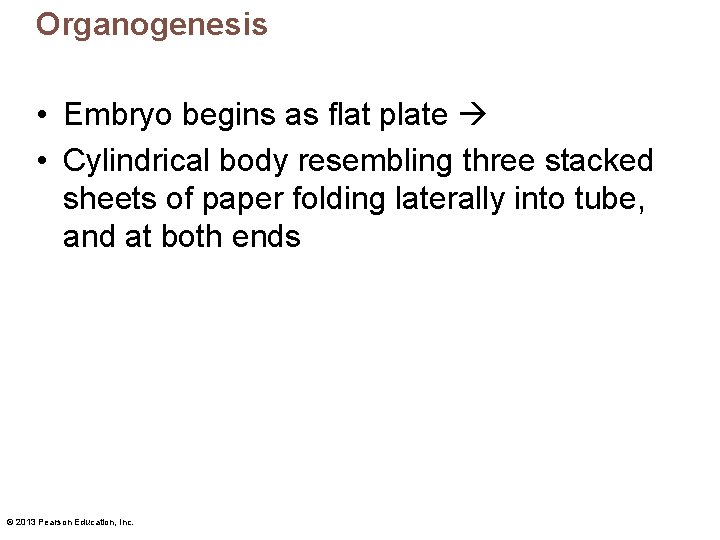 Organogenesis • Embryo begins as flat plate • Cylindrical body resembling three stacked sheets