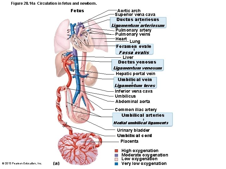 Figure 28. 14 a Circulation in fetus and newborn. Fetus Aortic arch Superior vena