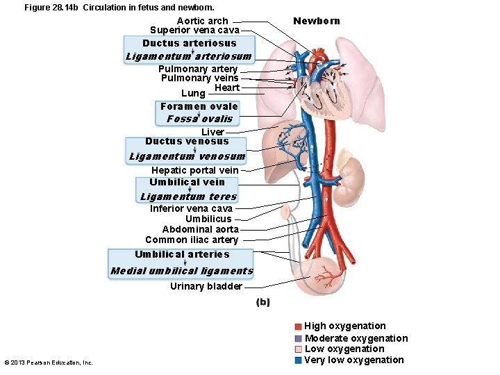 Figure 28. 14 b Circulation in fetus and newborn. Aortic arch Superior vena cava