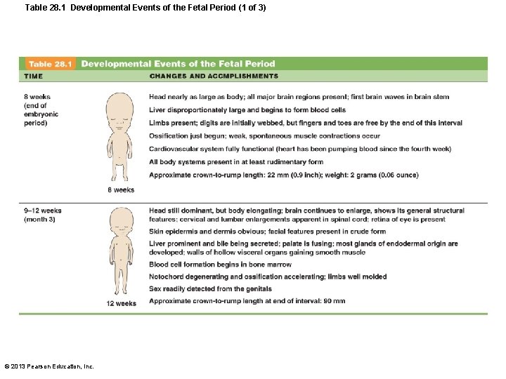 Table 28. 1 Developmental Events of the Fetal Period (1 of 3) © 2013