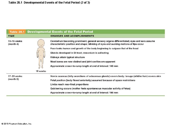 Table 28. 1 Developmental Events of the Fetal Period (2 of 3) © 2013