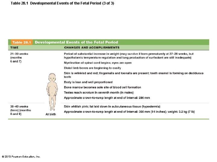 Table 28. 1 Developmental Events of the Fetal Period (3 of 3) © 2013