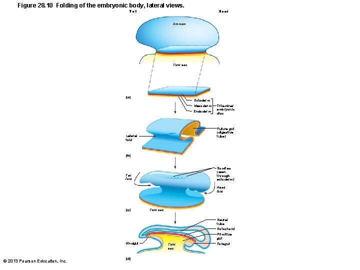 Figure 28. 10 Folding of the embryonic body, lateral views. Head Tail Amnion Yolk