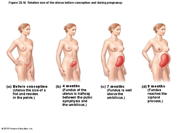 Figure 28. 16 Relative size of the uterus before conception and during pregnancy. Before