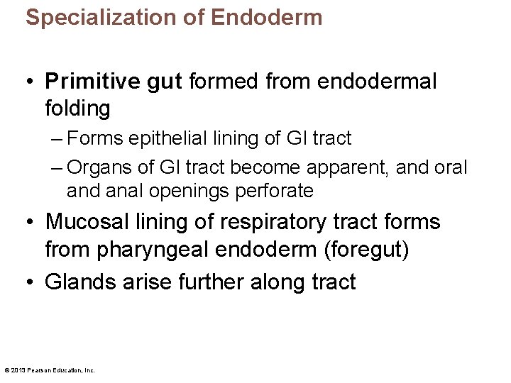 Specialization of Endoderm • Primitive gut formed from endodermal folding – Forms epithelial lining